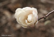 21st Mar 2012 - First Bloom