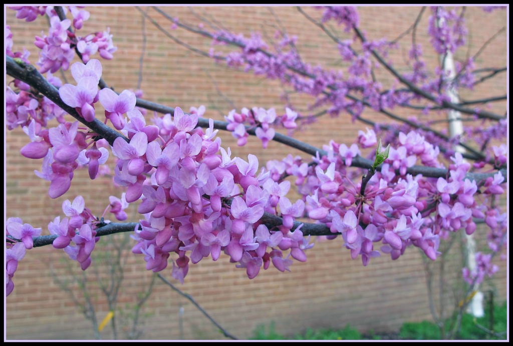 Behold the Redbud by allie912