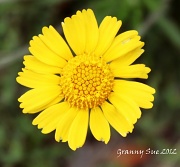 21st Mar 2012 - Yellow Wildflower