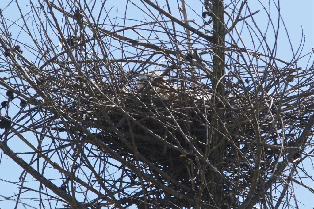 Kite on a Nest by robv