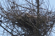 19th Mar 2012 - Kite on a Nest