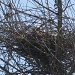 Kite on a Nest by robv