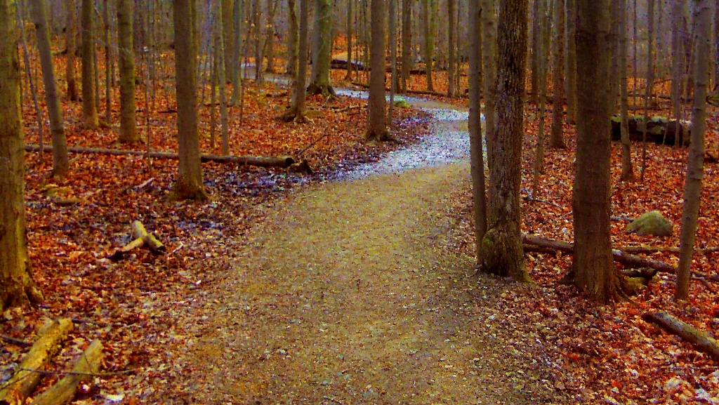Wooded Path by yentlski