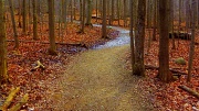 22nd Mar 2012 - Wooded Path