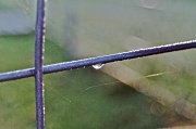 22nd Mar 2012 - Dew drop in