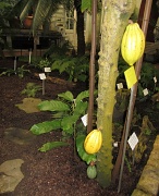13th Feb 2012 - Theobroma cacao - Kaakao IMG_3408
