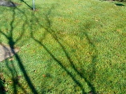 20th Mar 2012 - Shadow of a tree on the grass  