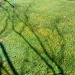 Shadow of a tree on the grass   by jennymdennis