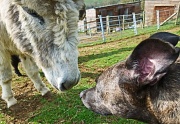 22nd Mar 2012 - nose to nose