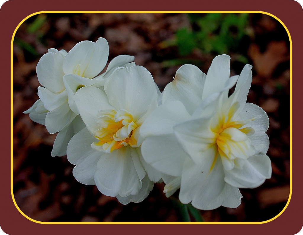 Double Narcissus by vernabeth