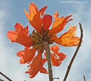15th Mar 2012 - Tree Blossom