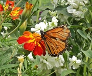 16th Mar 2012 - Butterfly