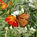 Butterfly by carolmw