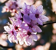 21st Mar 2012 - the obligatory blossom shot....................