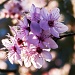 the obligatory blossom shot.................... by jantan