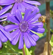 17th Mar 2012 - Flight of the Bumble Bee