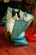 22nd Mar 2012 - cat in a hot plastic bag