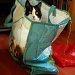 cat in a hot plastic bag by iiwi