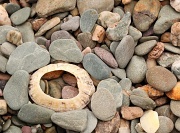 22nd Mar 2012 - Stones And Shell