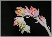 22nd Mar 2012 - Flower