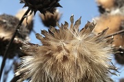 21st Mar 2012 - Seedheads revisited