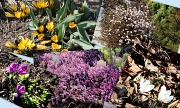 22nd Mar 2012 - Botanical garden