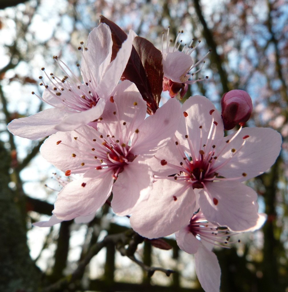 Cherry Blossom by calx