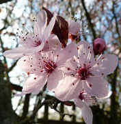 22nd Mar 2012 - Cherry Blossom
