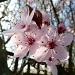 Cherry Blossom by calx