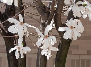 22nd Mar 2012 - Magnolia Tree