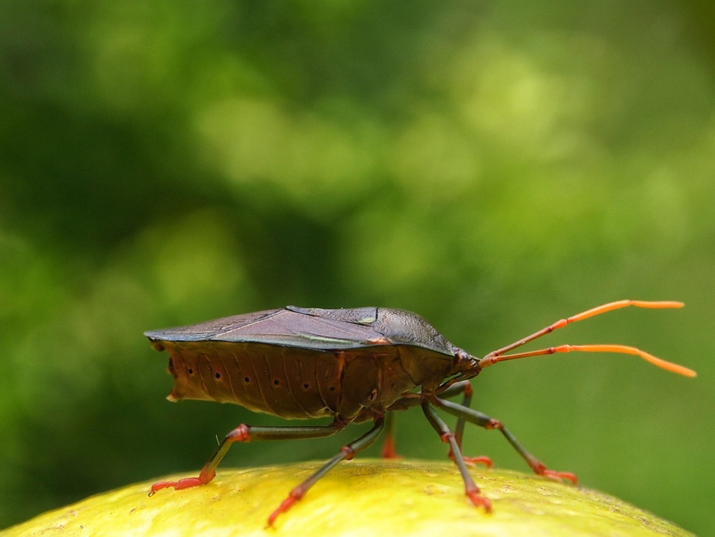 Bokeh bug by peterdegraaff