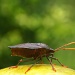 Bokeh bug by peterdegraaff