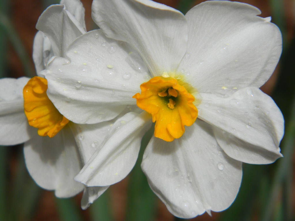 Daffodil with Rain Drops 3.22.12 by sfeldphotos