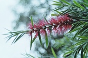 23rd Mar 2012 - Red Callistemon 