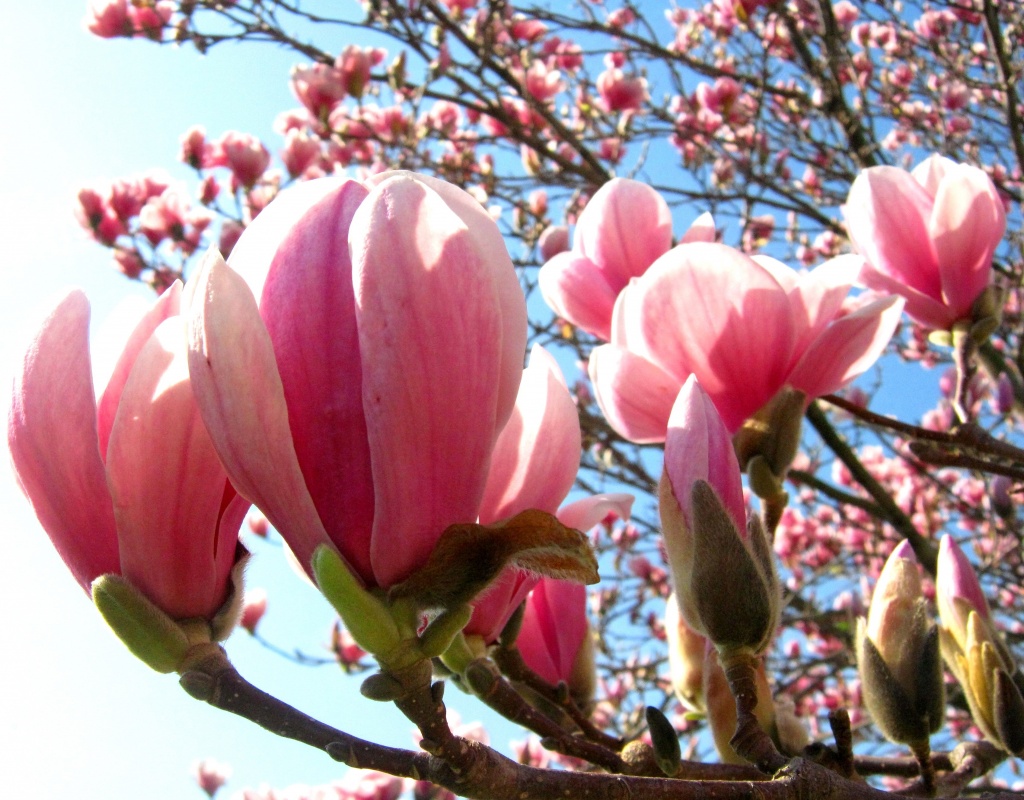 lovely magnolia flowers by myhrhelper