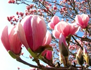 23rd Mar 2012 - lovely magnolia flowers