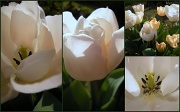 23rd Mar 2012 - Spring , Holland and tulips