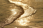 22nd Mar 2012 - Waves of Gold