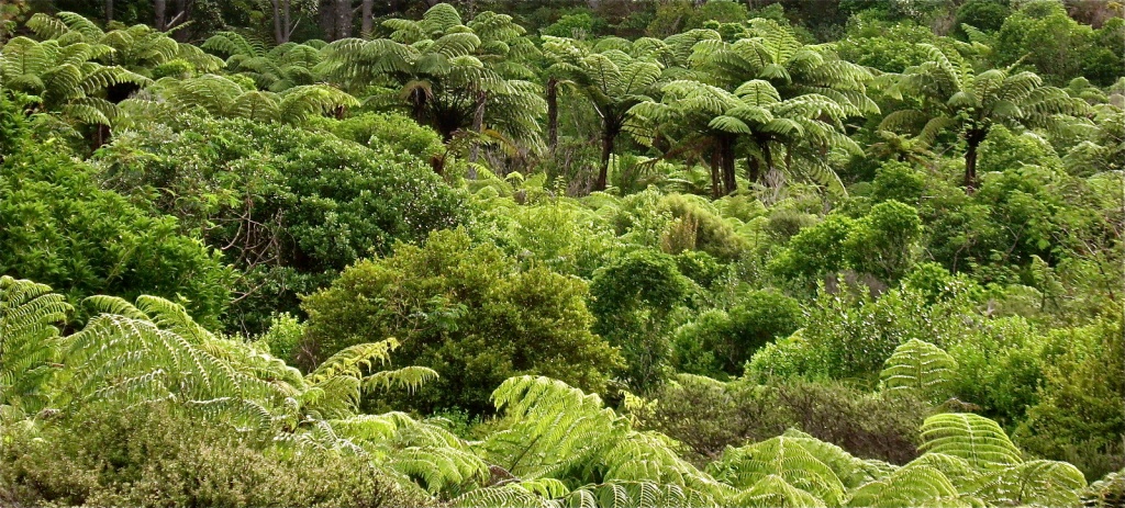 Coromandel Tree Ferns by pamelaf