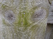 16th Mar 2012 - E.T. eyes 