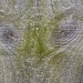 E.T. eyes  by brillomick