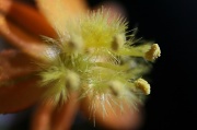 22nd Mar 2012 - Little Flower