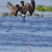 Osprey Dive by twofunlabs