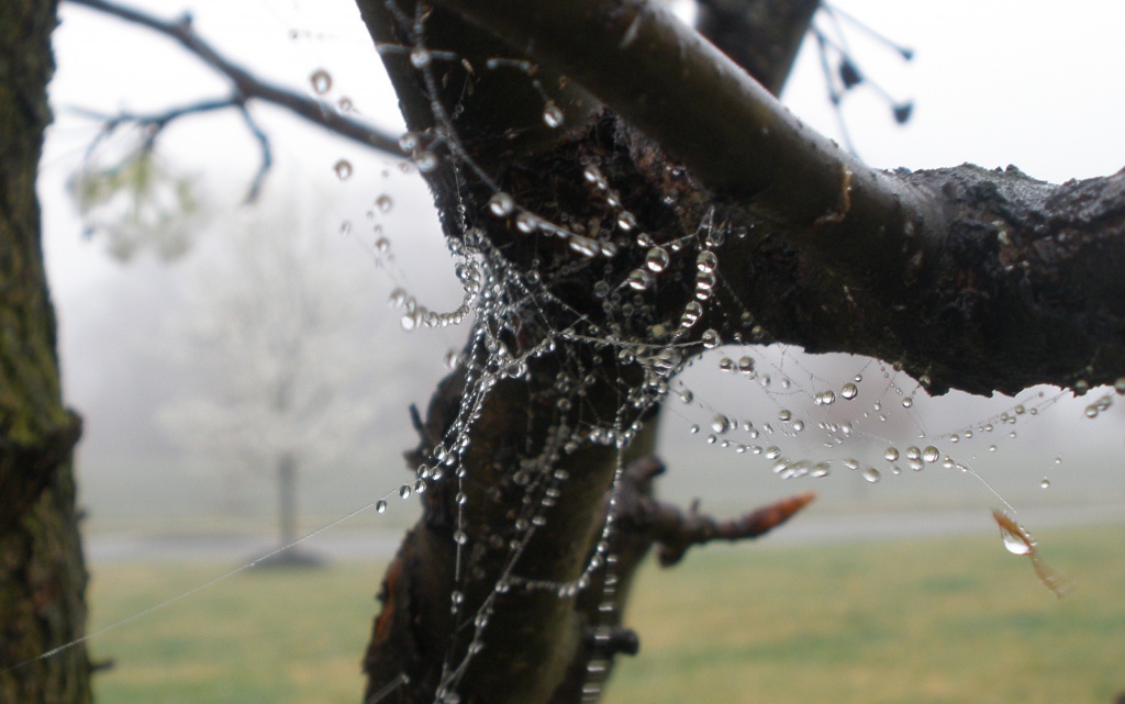 Dew Drops by kdrinkie