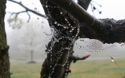 22nd Mar 2012 - Dew Drops