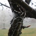 Dew Drops by kdrinkie