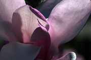 22nd Mar 2012 - Magnolia Blossom