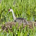 Sand Hill Crane on Nest by twofunlabs