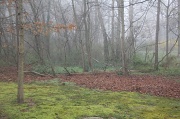 22nd Mar 2012 - Fog in the Backyard