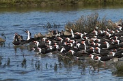 22nd Mar 2012 - Skimmers